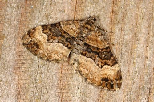 Xanthorhoe biriviata