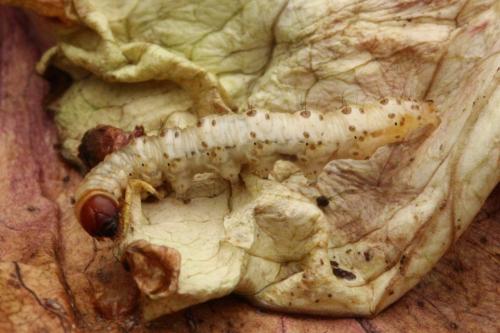 Hepialus humuli