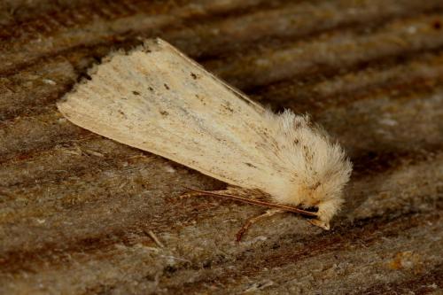 Réf. 121 527 : Photedes sp.