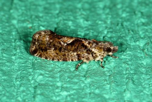 Réf. 121 393 : Zeiraphera isertana