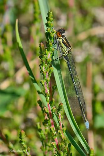 Erythromma najas