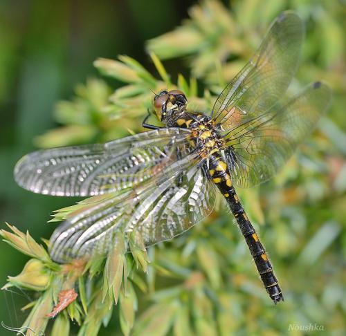 Leucorrhinia dubia