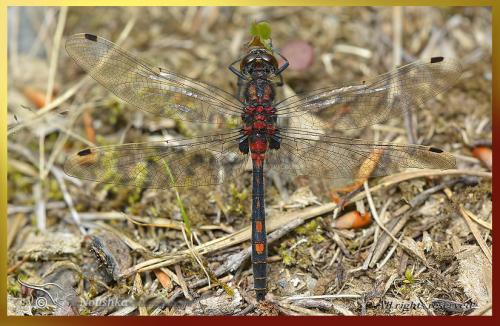 Leucorrhinia dubia