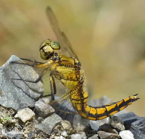 Orthetrum cancellatum