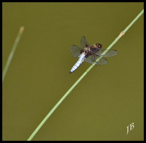 Libellula depressa