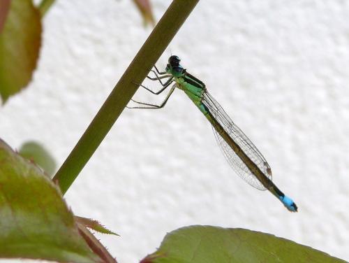 Ischnura elegans