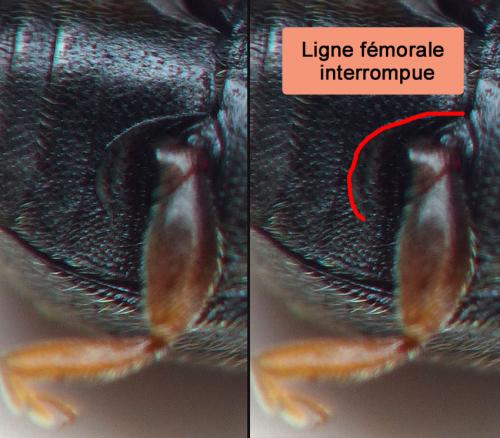 Scymnus rubromaculatus