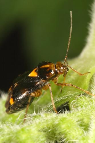 Liocoris tripustulatus