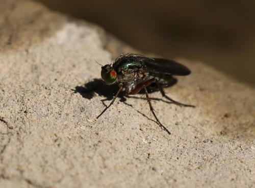 Réf. 121 611 : Poecilobothrus sp.