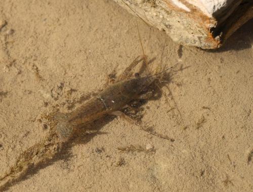 Réf. 121 616 : Procambarus clarkii