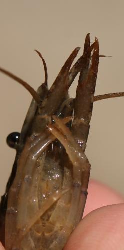 Réf. 121 614 : Procambarus clarkii