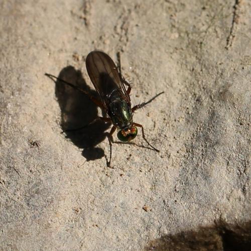 Réf. 121 612 : Poecilobothrus sp.