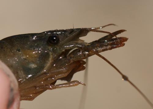 Réf. 121 613 : Procambarus clarkii