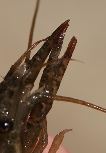 Réf. 121 615 : Procambarus clarkii