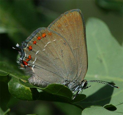 Satyrium esculi