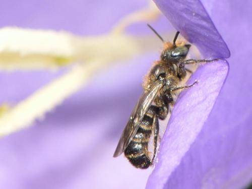 Réf. 121 117 : Chelostoma sp.