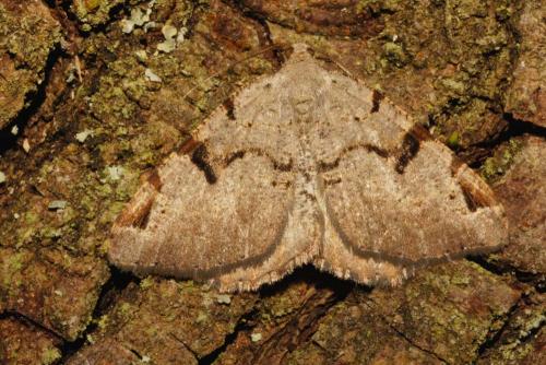 Réf. 121 709 : Macaria wauaria