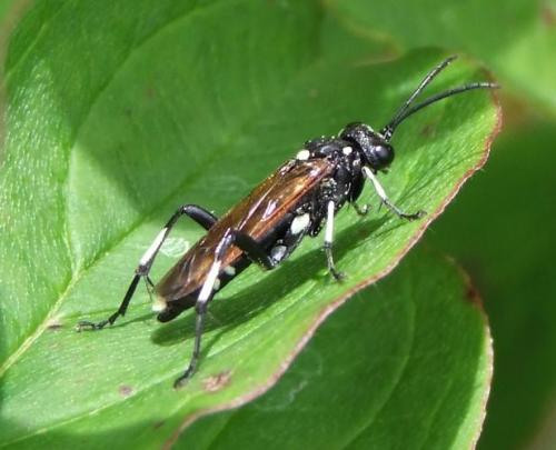 Réf. 121 641 : Macrophya duodecimpunctata