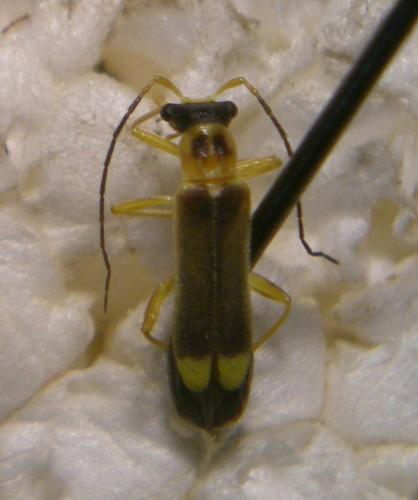 Malthinus flaveolus