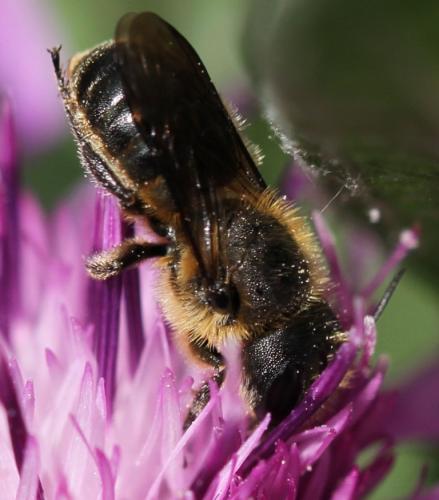 Osmia leaiana