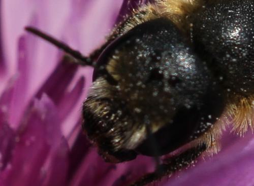 Osmia leaiana