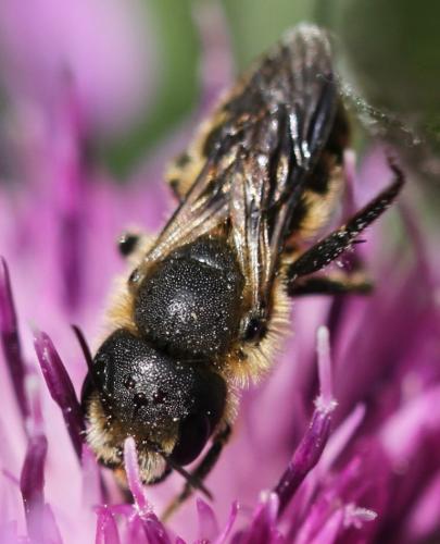 Osmia leaiana