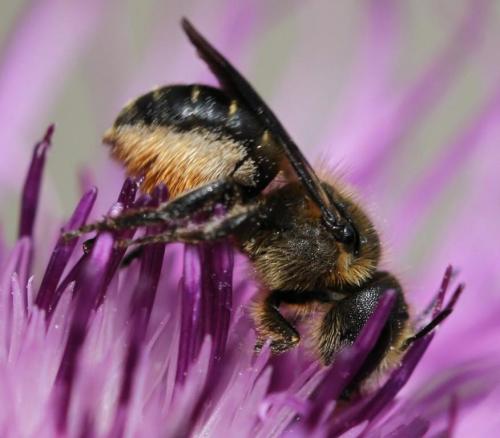 Osmia leaiana