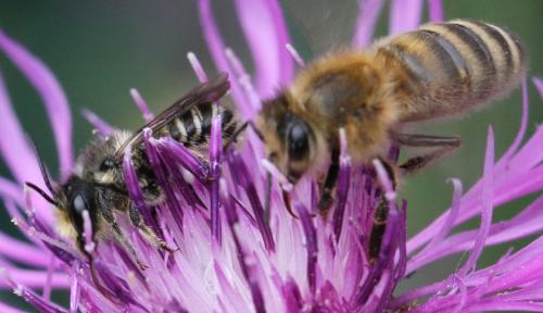 Megachile sp.