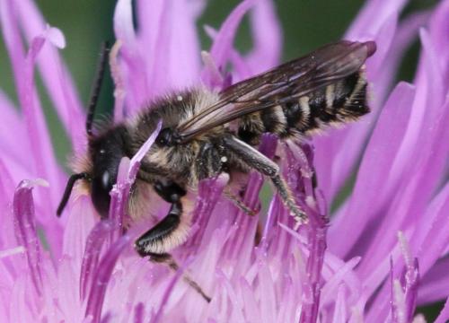 Réf. 121 047 : Megachile sp.