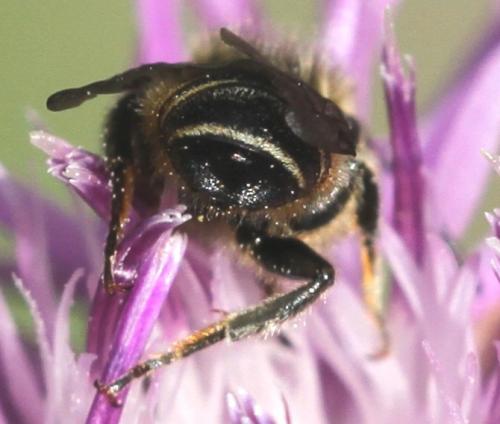 Megachile sp.