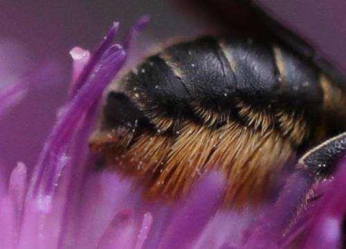 Osmia leaiana