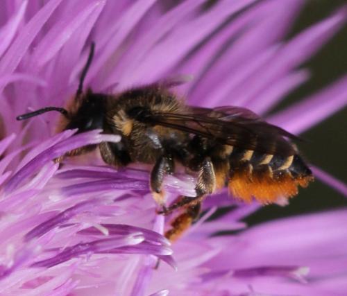 Megachile sp.