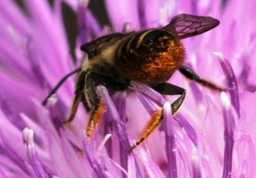 Megachile sp.