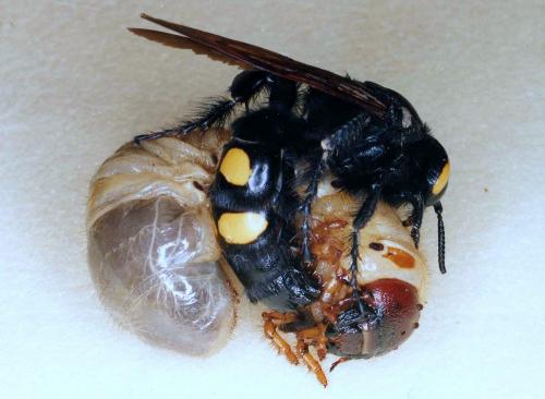 Réf. 121 370 : Megascolia maculata