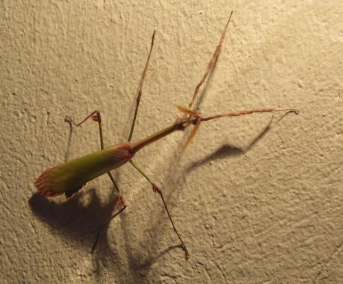 Empusa sp.