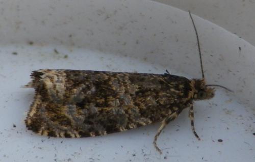 Celypha lacunana