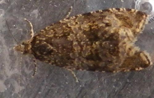 Réf. 121 719 : Celypha lacunana