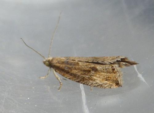 Réf. 121 539 : Bactra sp.