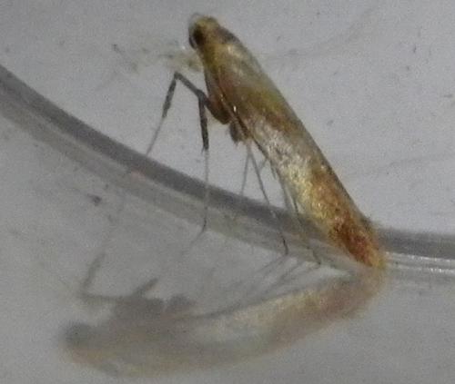 Caloptilia sp.
