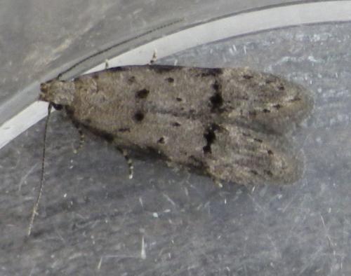 Réf. 121 671 : Teleiodes vulgella
