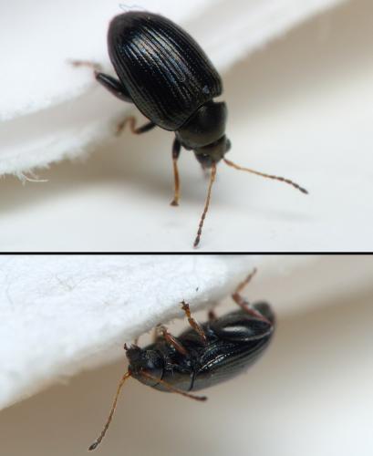 Réf. 121 674 : Chaetocnema sp.
