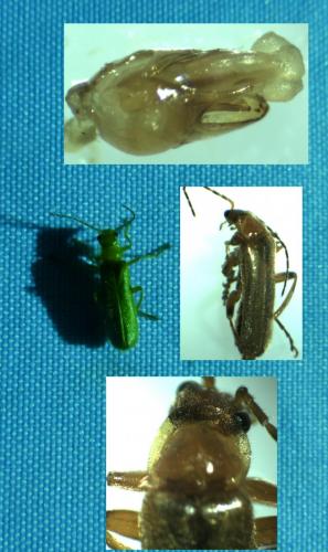Réf. 121 601 : Cantharis pallida