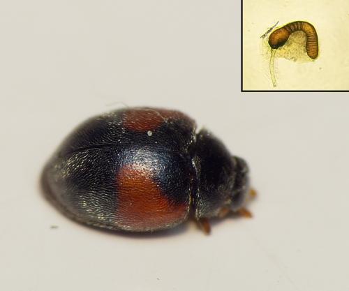 Réf. 121 915 : Scymnus interruptus
