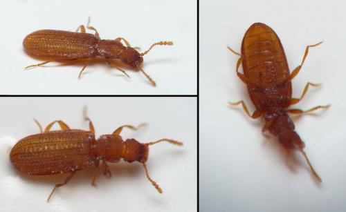 Dienerella sp.