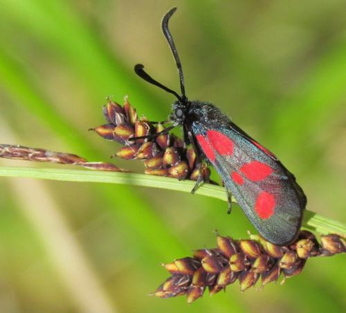 Réf. 121 913 : Zygaena trifolii