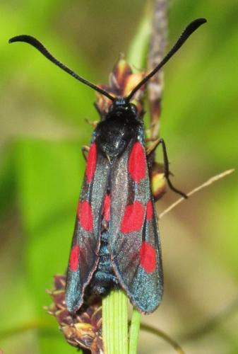 Réf. 121 914 : Zygaena trifolii
