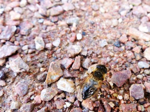 Eristalis sp.