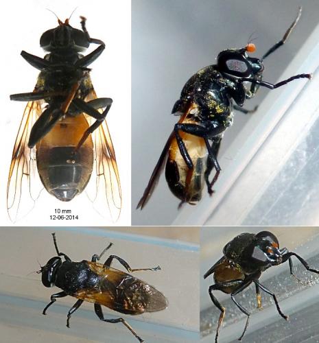 Myolepta sp.