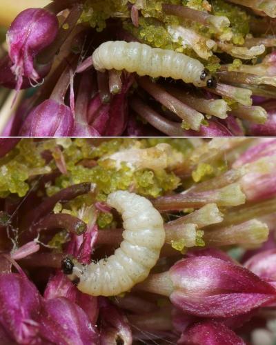 Epinotia dalmatana