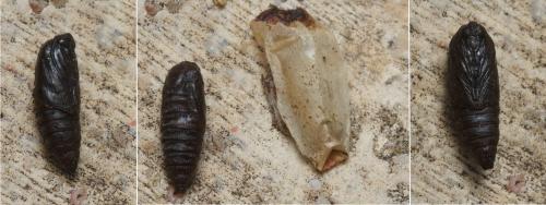 Epinotia dalmatana